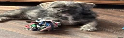 Mixed Breed dogs for sale: Female Pudland Puppy Looking For 5 Star Home - Advert 1