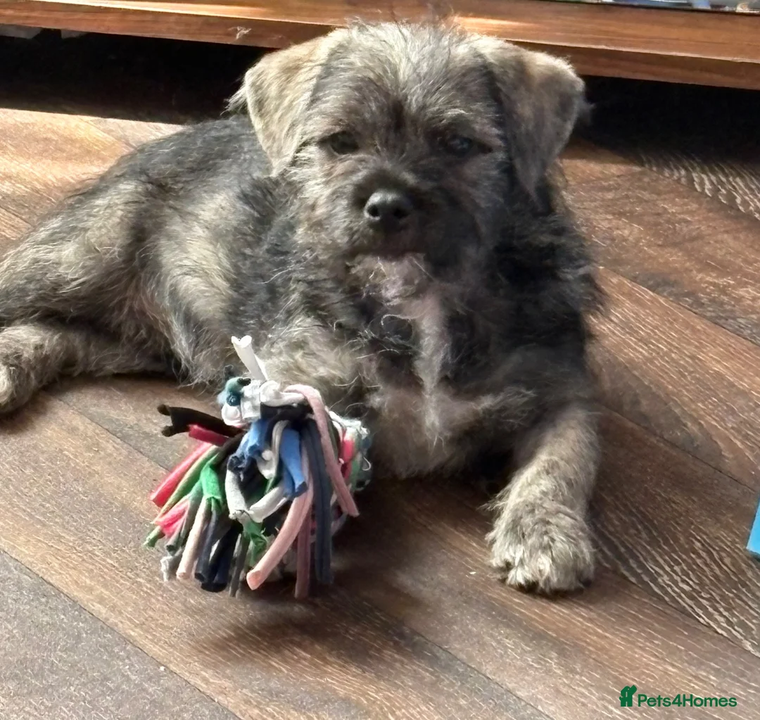 Mixed Breed dogs for sale: Female Pudland Puppy Looking For 5 Star Home - Advert 1