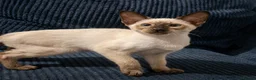 Siamese cats for sale: Chocolate Point Siamese Kitten - Advert 3