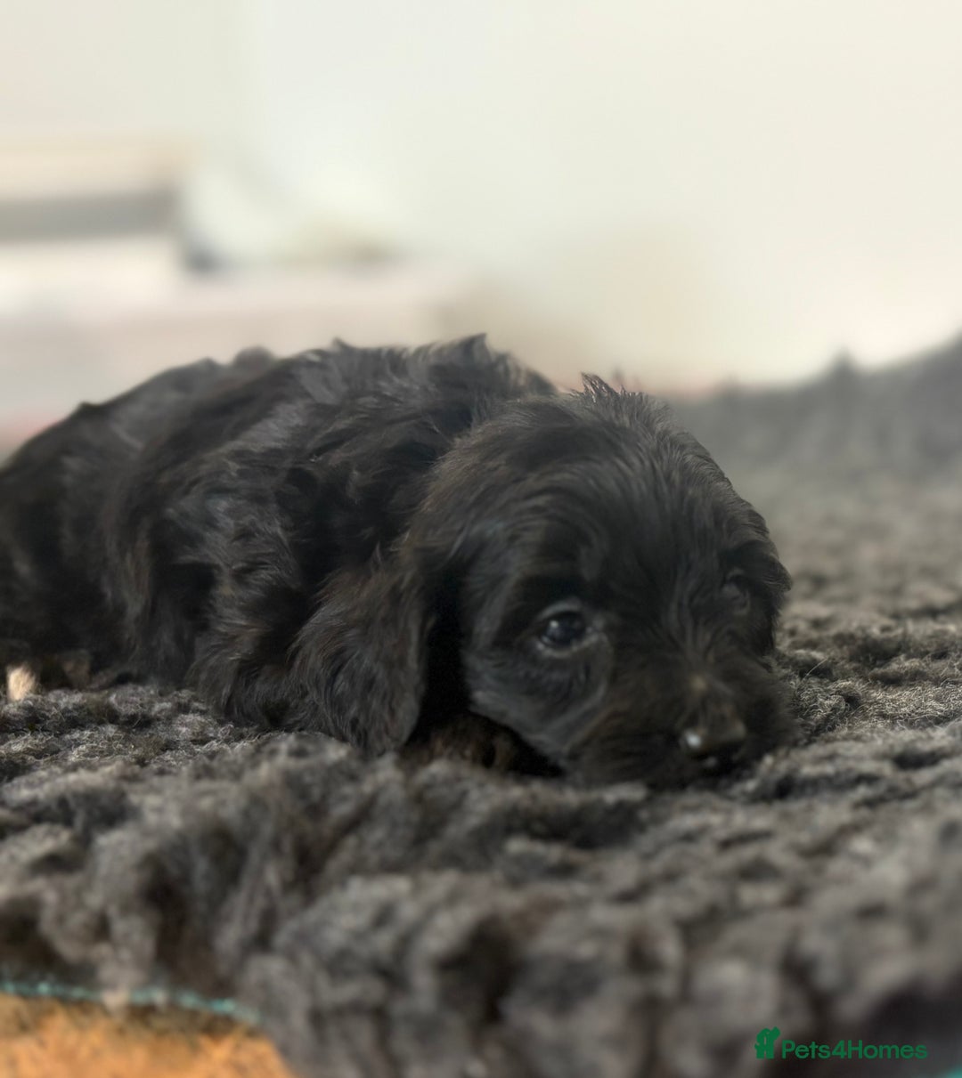 Cavapoochon dogs for sale: Rare Cavapoochons Home Raised PRA clear - Advert 33