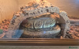 Python Snake reptiles for sale: Royal python very tame with setup - Image 3