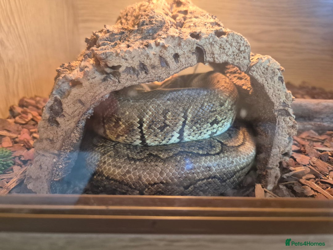 Python Snake reptiles for sale: Royal python very tame with setup - Image 3
