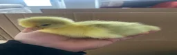 Geese poultry for sale: Hybrid Mixed Embden African Goslings Goose Chicks - Advert 2
