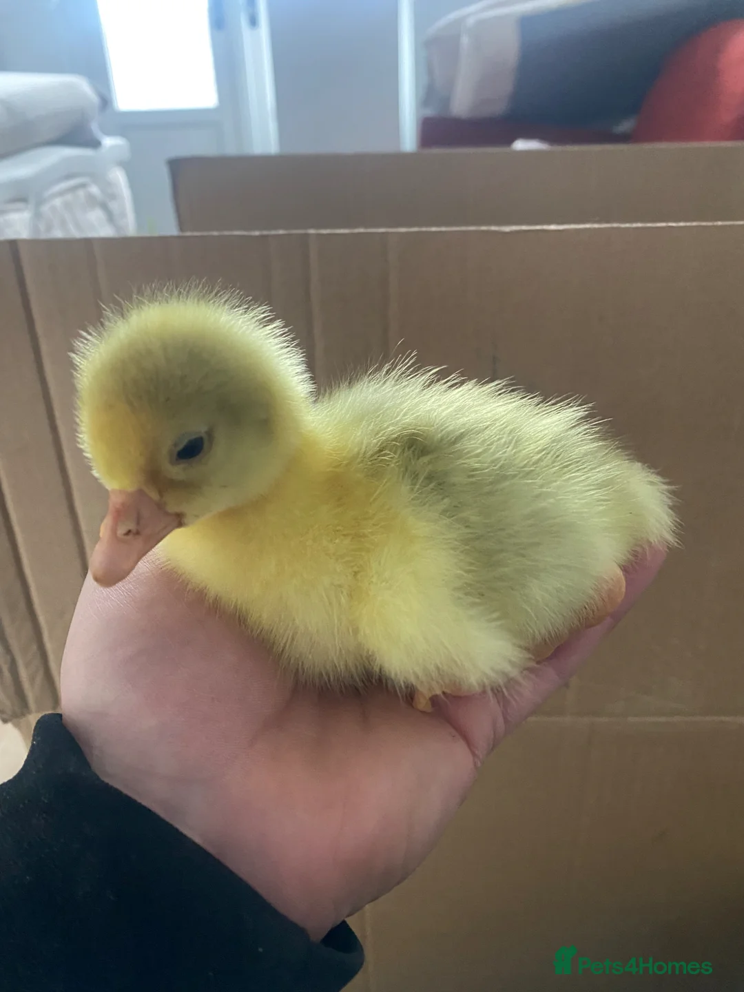 Geese poultry for sale: Hybrid Mixed Embden African Goslings Goose Chicks - Advert 2