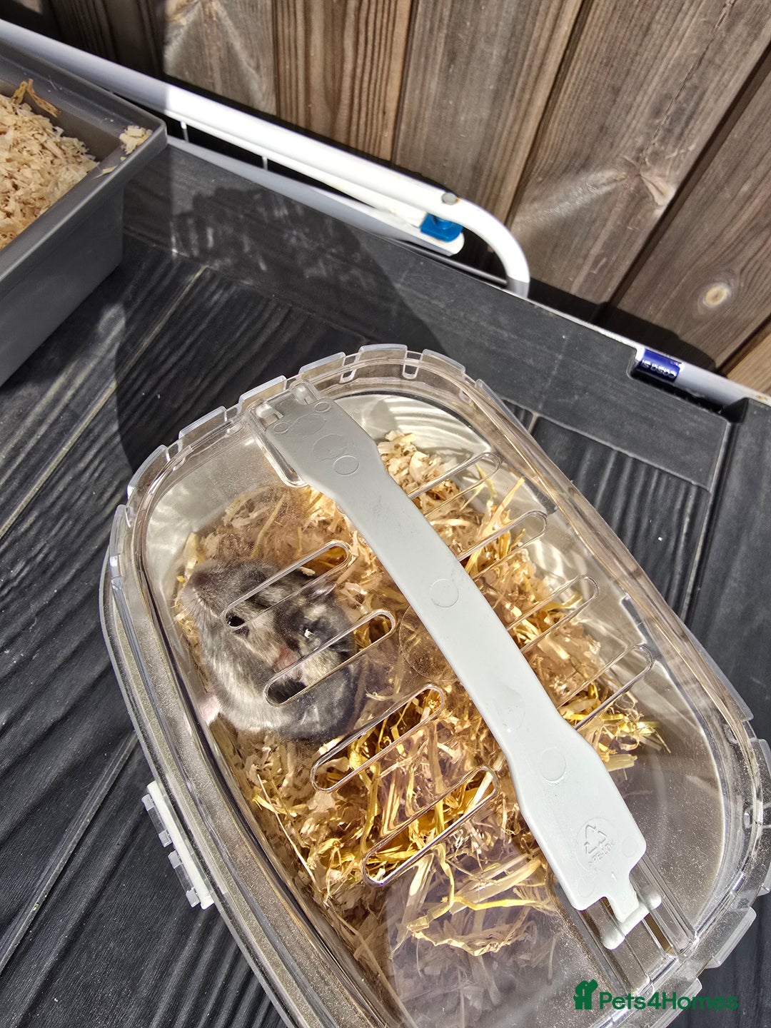 Hamster rodents for sale:  Hamster with Full Setup – Ready to Go! - Image 5