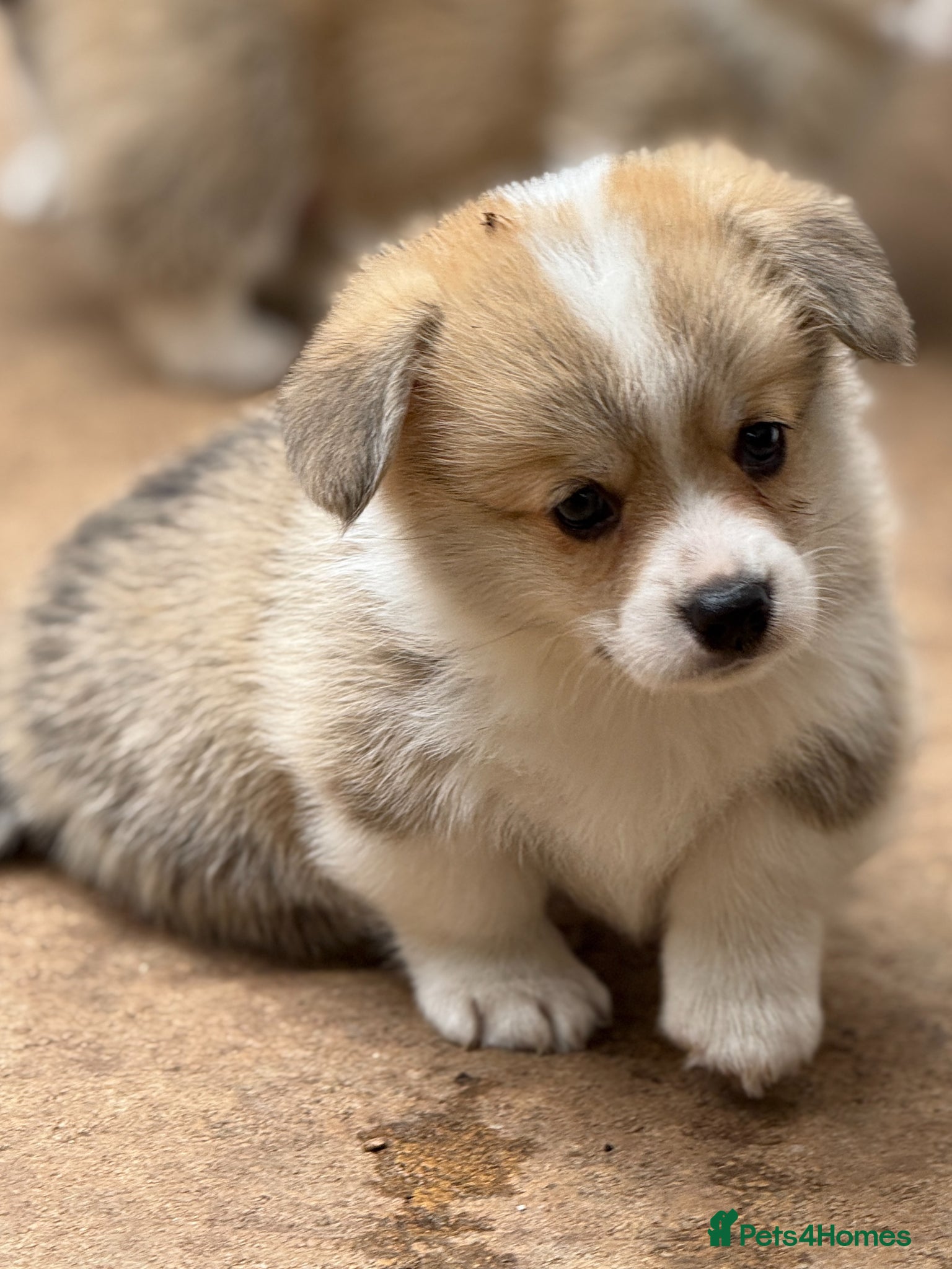 Welsh Corgi Pembroke dogs Champion Sired Corgi Pembroke puppies available  - Advert 1