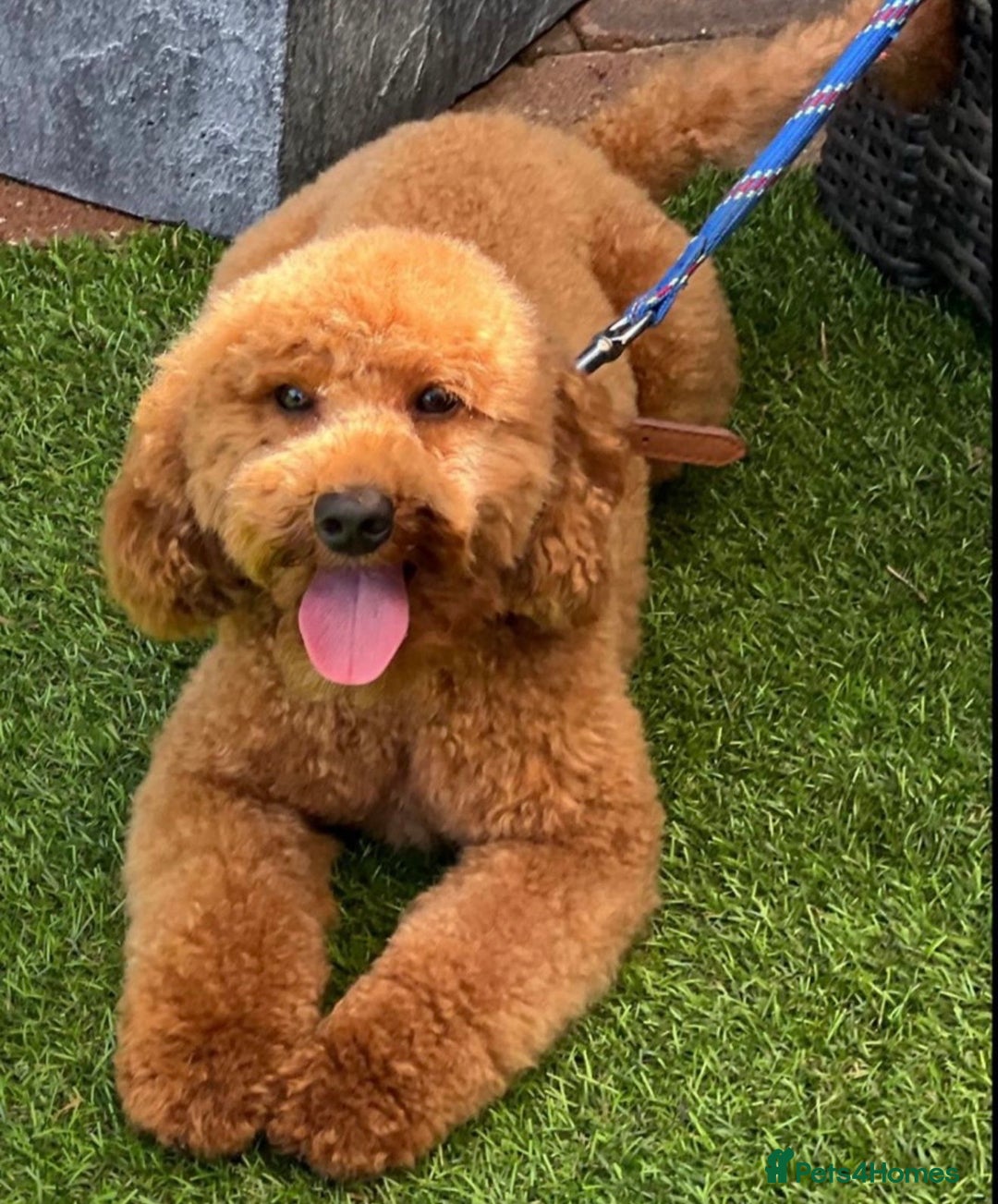 Cockapoo dogs for sale: 8 beautiful f1 cockerpoo - Advert 4