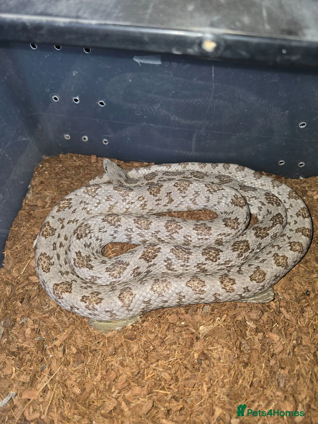 Python Snake reptiles for sale: Royal python/ corn snake / hatchling / adults  in Elland - Advert 9