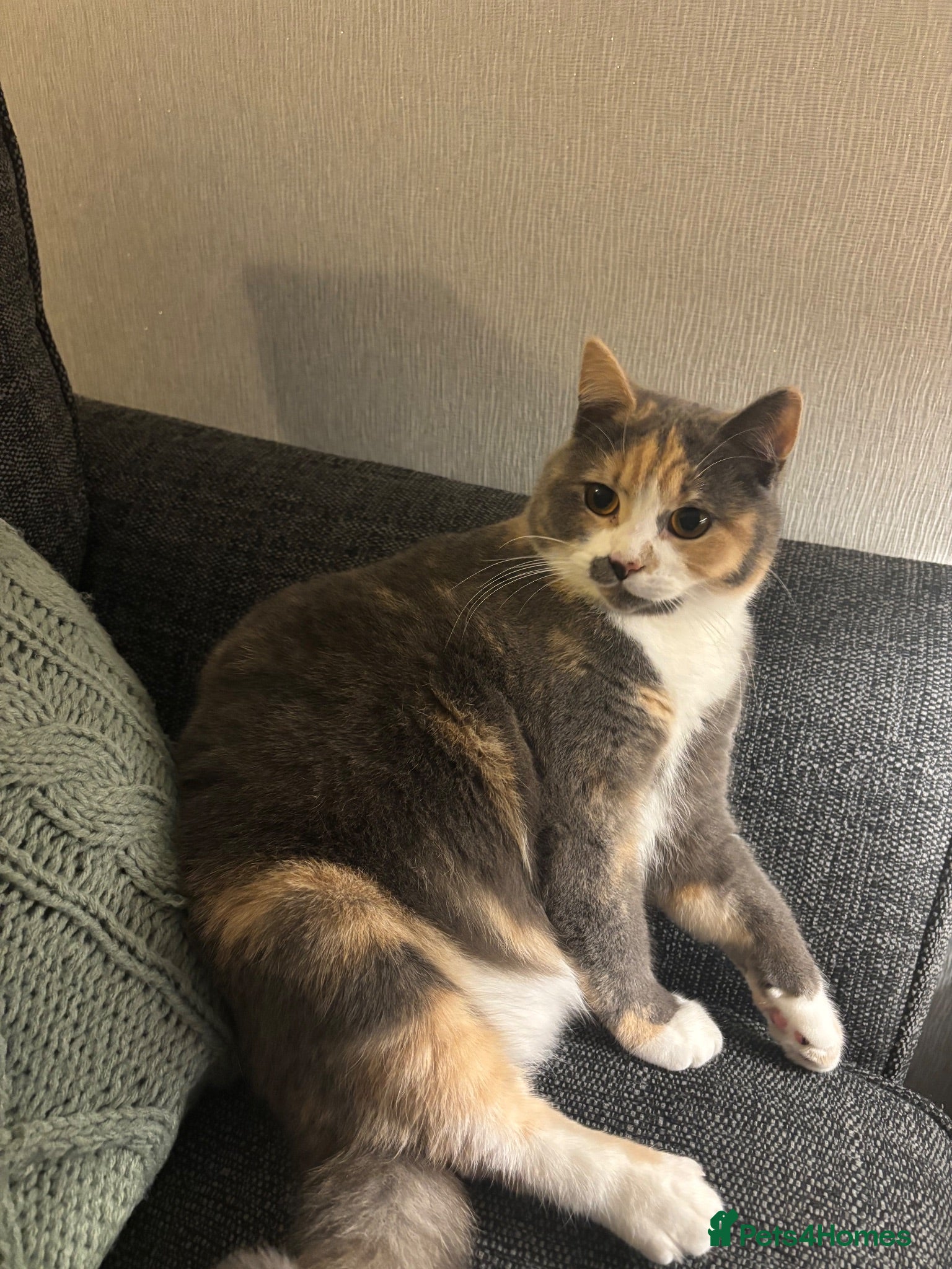 British Shorthair cats Rosie - Advert 1