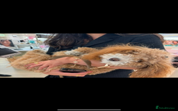 Toy Poodle dogs for sale: Apricot Toy Poodle female - Image 3