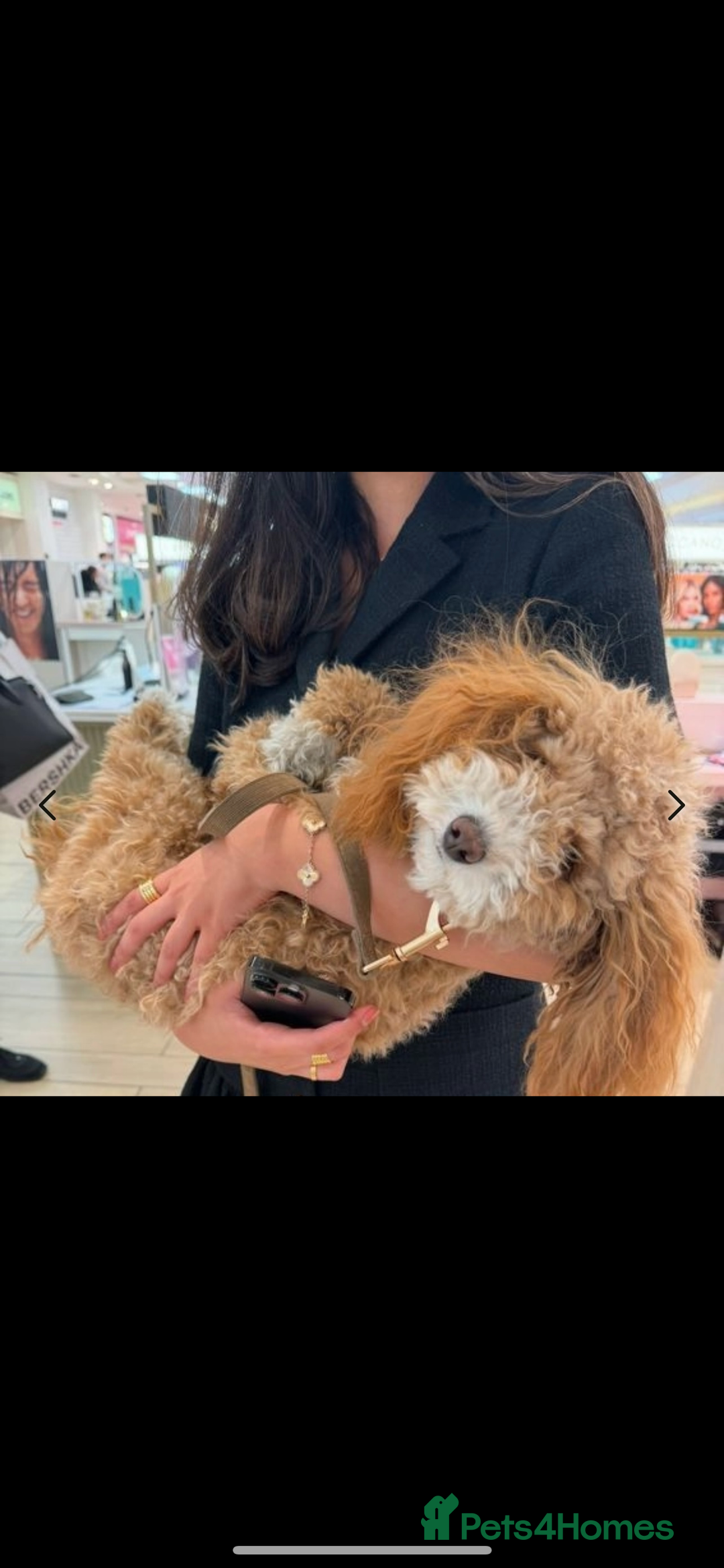 Toy Poodle dogs for sale: Apricot Toy Poodle female - Image 3