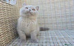 British Shorthair cats for sale: Stunning British Shorthair Kittens  - Image 3