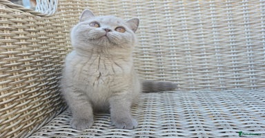 British Shorthair cats - Advert 5