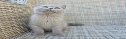 British Shorthair cats for sale: Stunning British Shorthair Kittens  - Advert 3