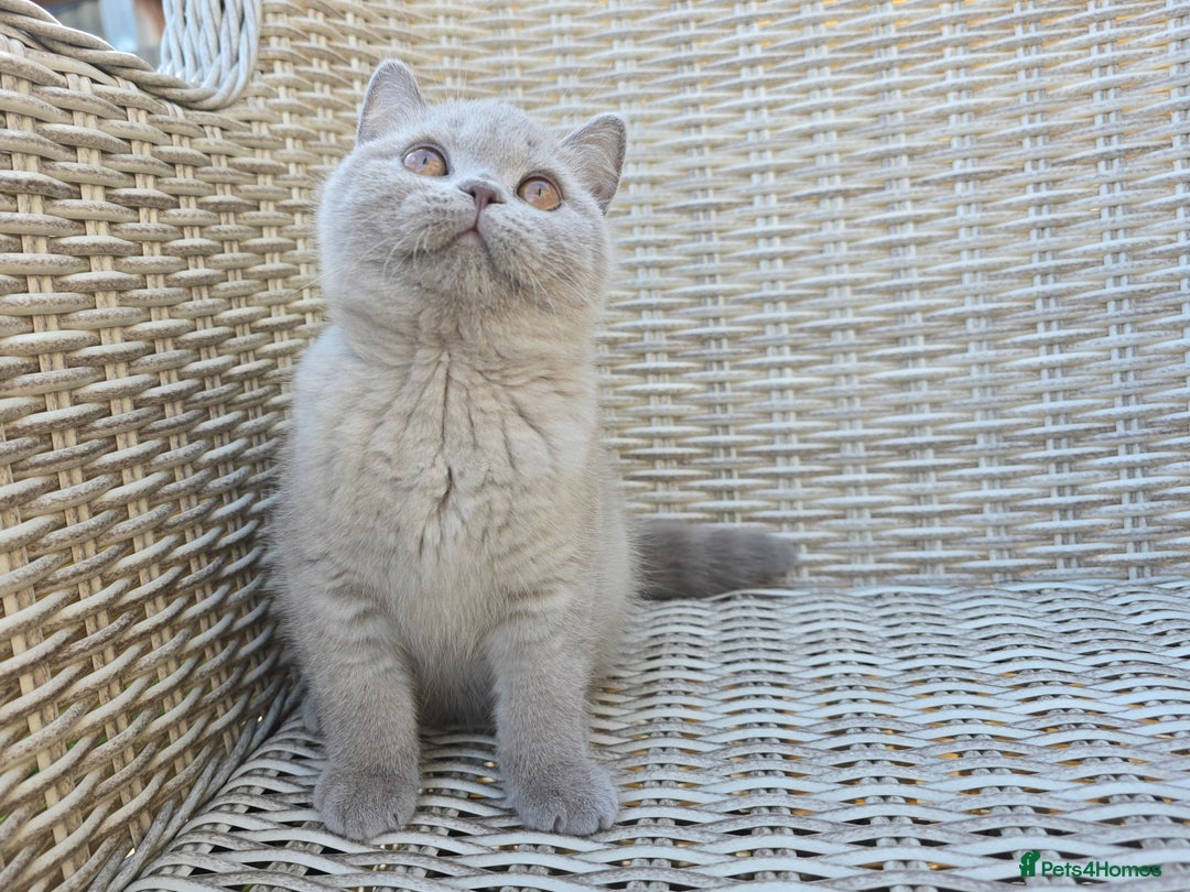 British Shorthair cats for sale: Stunning British Shorthair Kittens  - Image 3