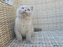 British Shorthair cats - Advert 8