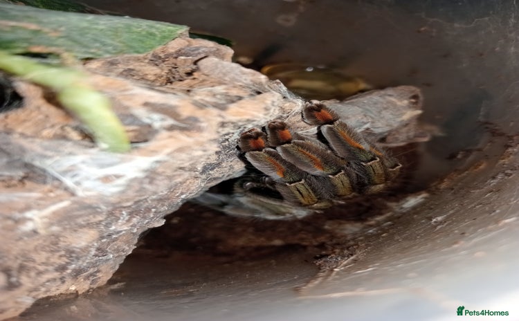 Tarantulas invertebrates - Advert 1