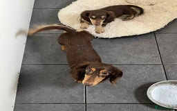 Miniature Dachshund dogs for sale: Miniture daschund puppy  - Image 4