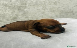 Miniature Pinscher dogs for sale: ✨ Exceptional Miniature Pinscher Puppies ✨ - Image 4