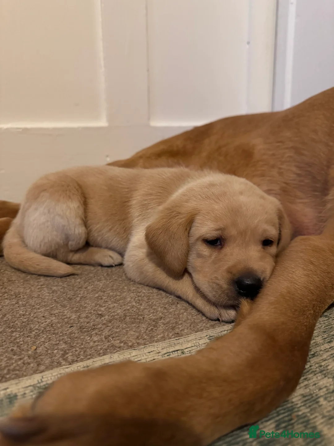 Labrador Retriever dogs for sale: Beautiful KC registered Lab boys  - Advert 15