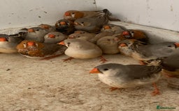 Finches birds for sale: Zebra finches - Image 3