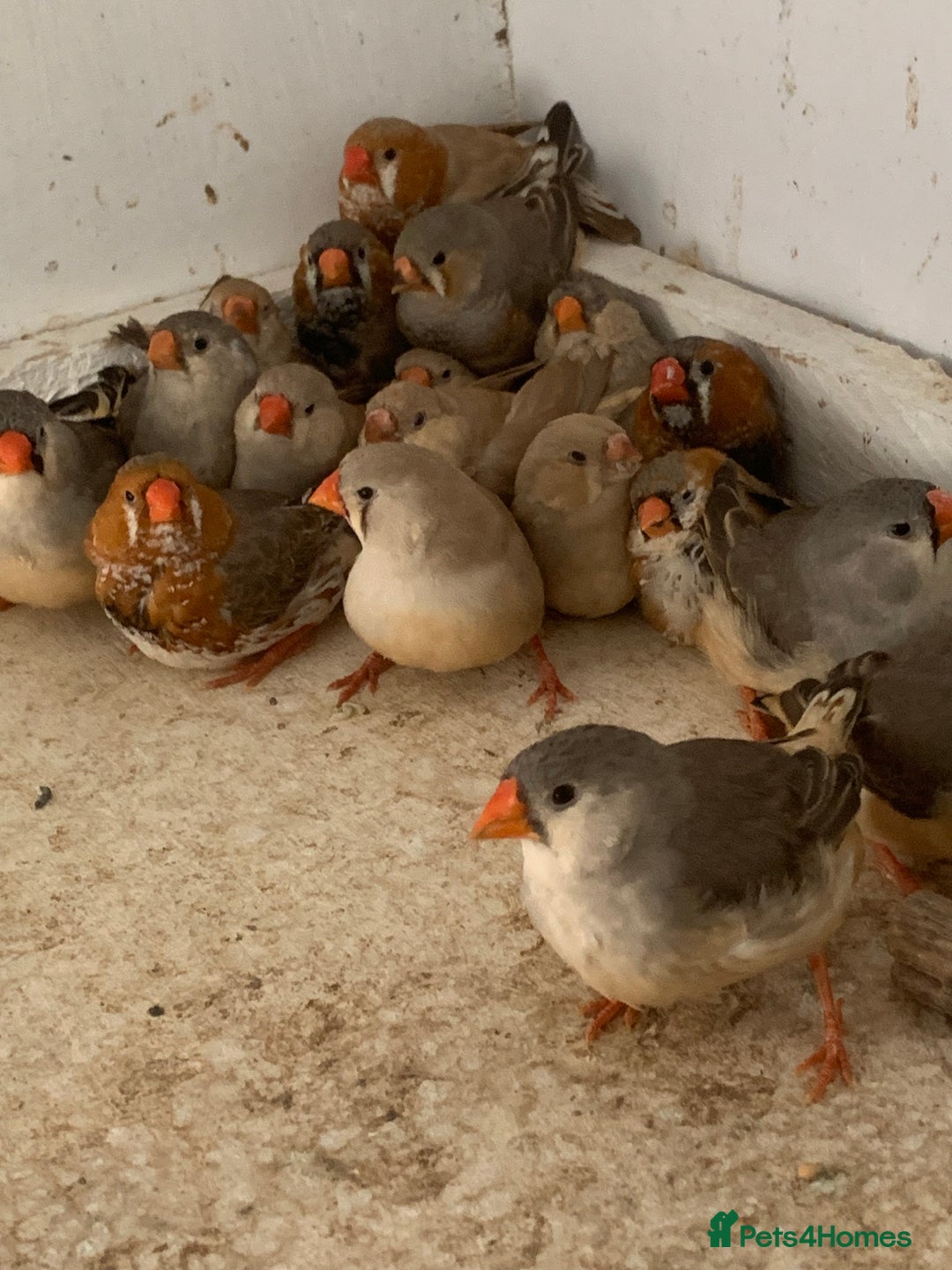 Finches birds for sale: Zebra finches - Image 3