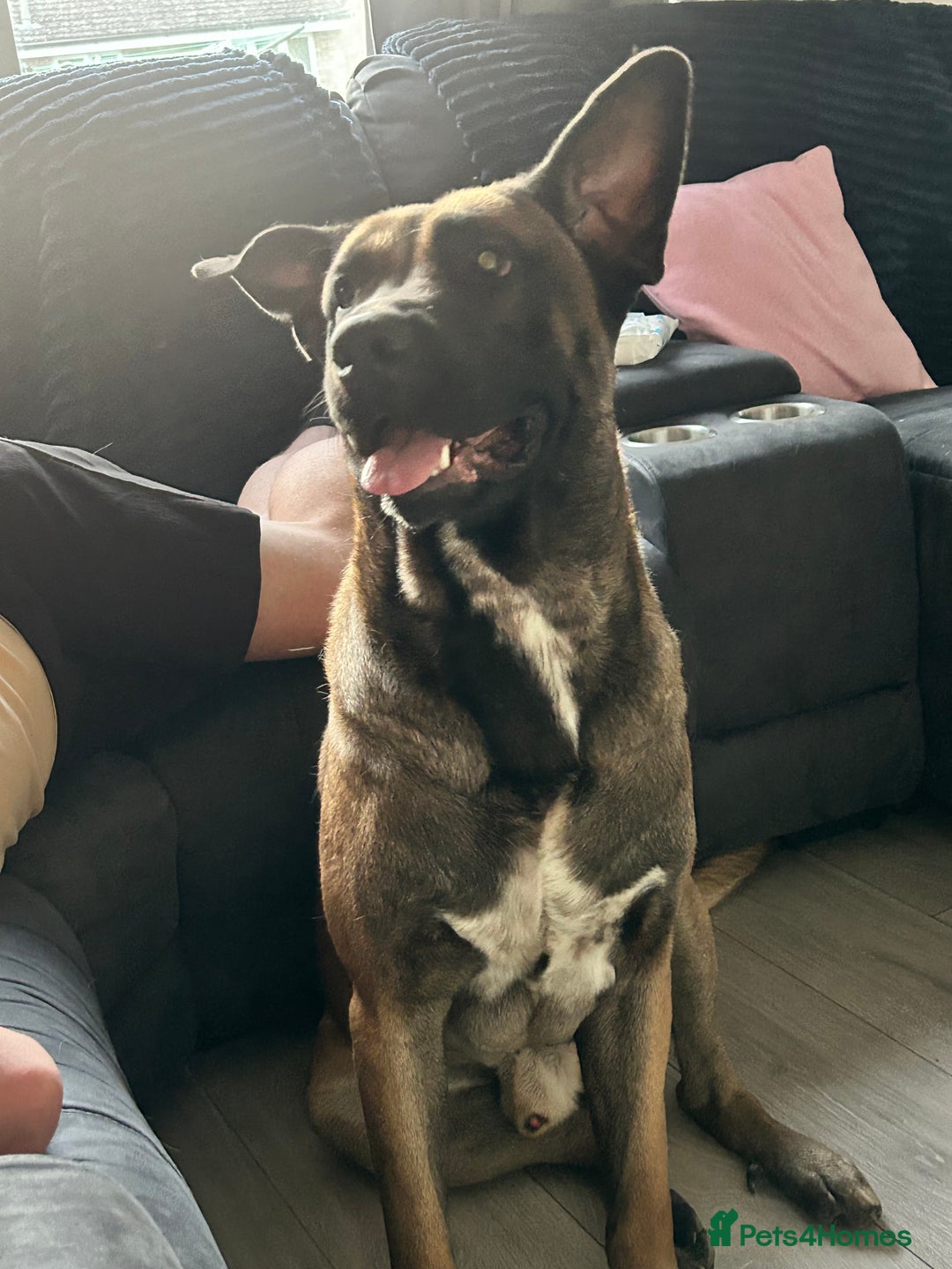 Belgian Shepherd Dog dogs for sale: Belgium Shepard  - Image 5