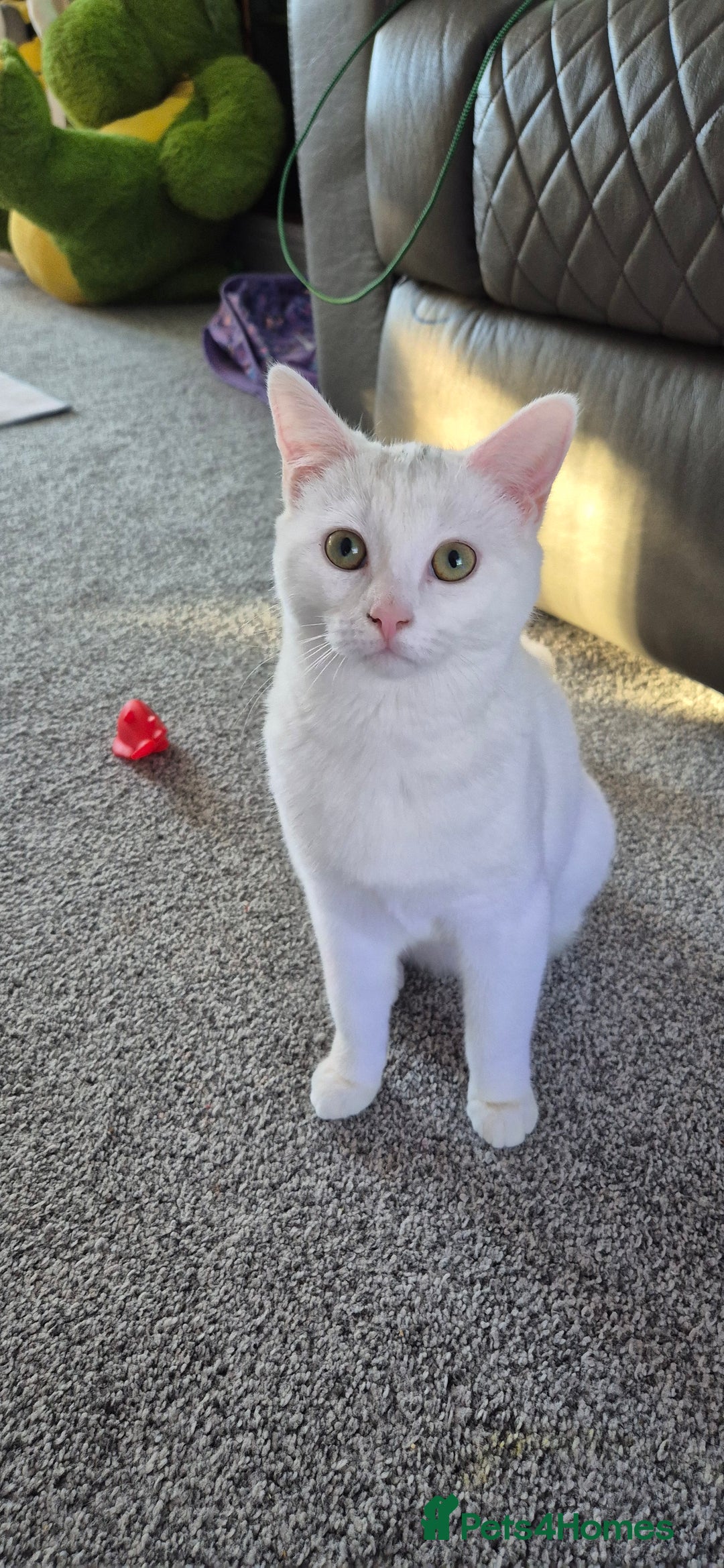 Domestic Shorthair cats for sale: Beautiful white Domestic Shorthair kitten, female - Advert 2