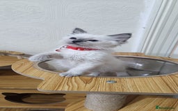 Ragdoll cats for sale: Cute Ragdoll Kittens for Sale - Image 5