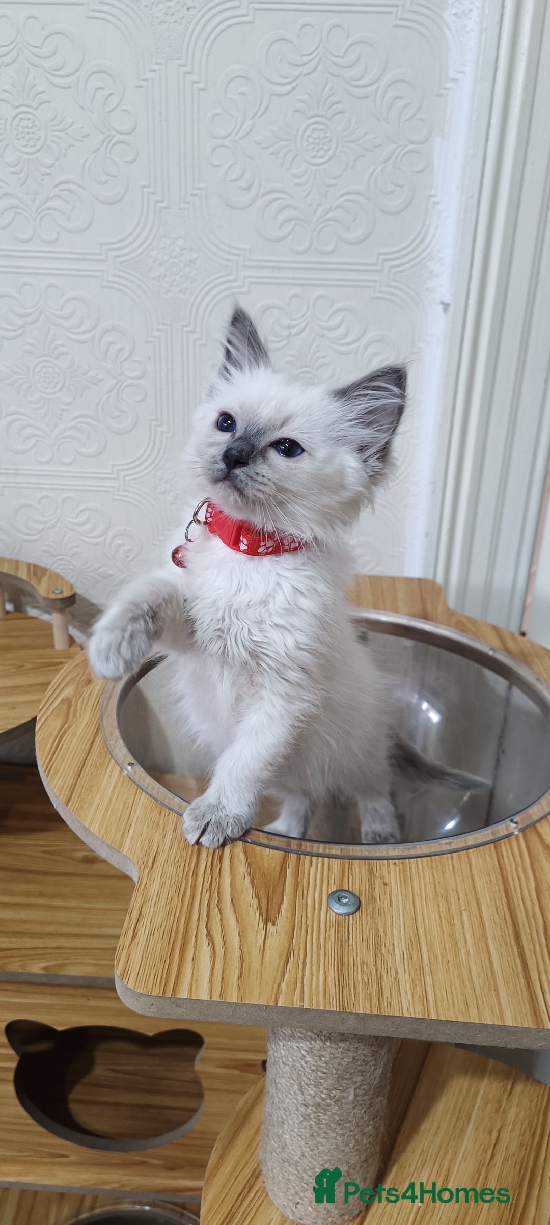 Ragdoll cats for sale: Cute Ragdoll Kittens for Sale - Image 5