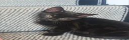 Mixed Breed cats for sale: Beautiful Kittens Ready for Their Forever Homes 🐾 in Cleckheaton - Advert 8