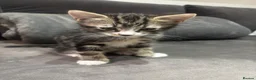 British Shorthair cats for sale: Lovely kitten half British short hair - Advert 16