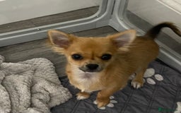 Chihuahua dogs for sale: Long coat chihuahua  - Image 1