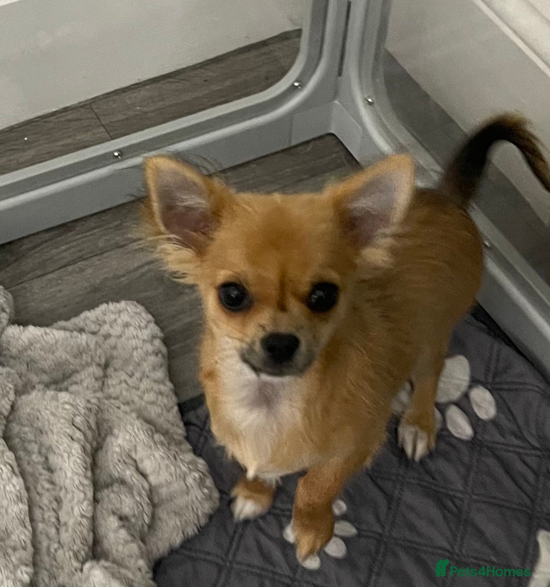 Chihuahua dogs for sale: Long coat chihuahua  - Image 1