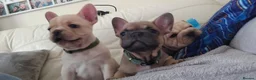 French Bulldog dogs for sale: Beautiful French bulldog puppies  in Liverpool - Advert 9