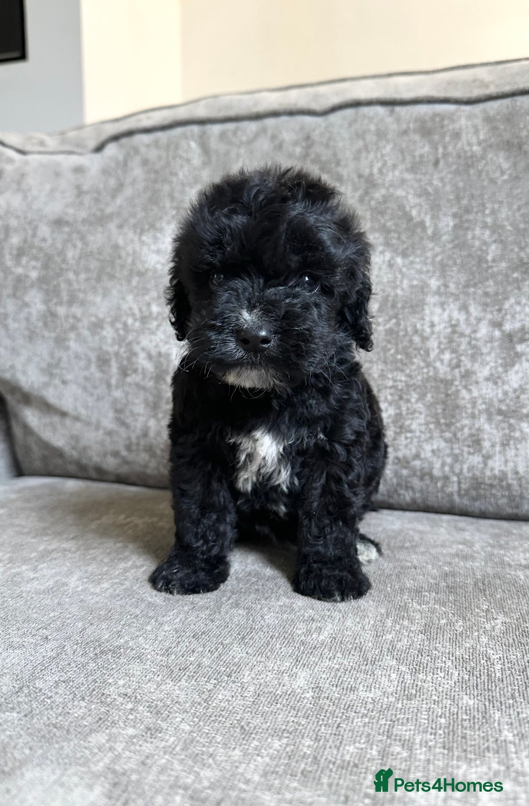 Cockapoo dogs for sale: Cockapoos looking for forever homes - Advert 18