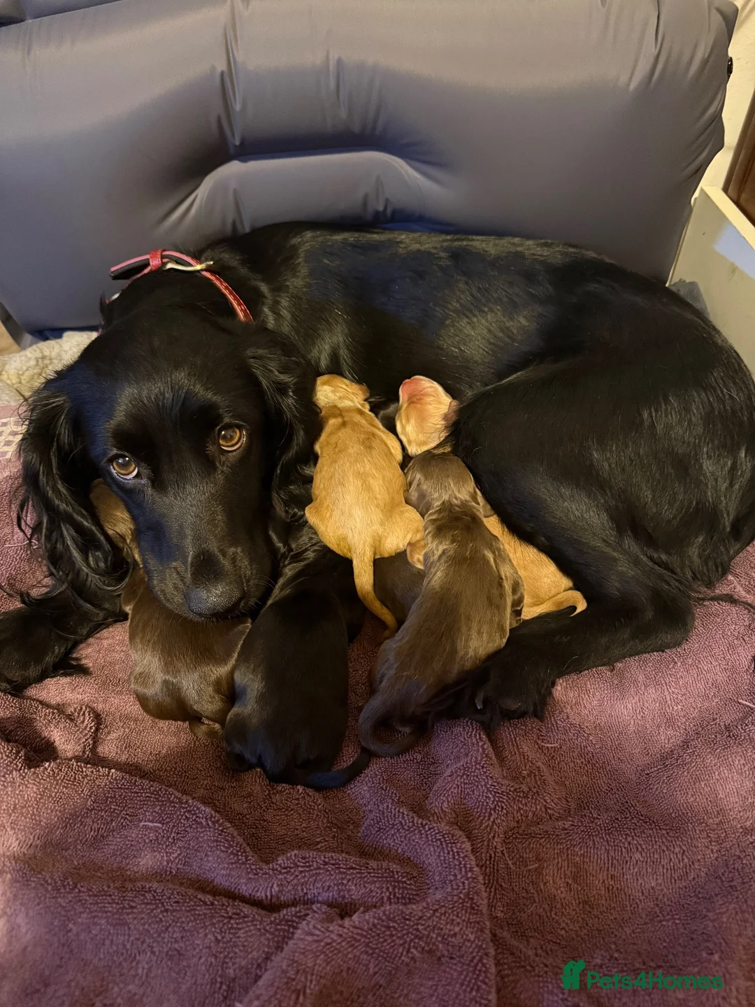 Mixed Breed dogs for sale: Cocker spaniels puppy’s  in Redcar - Advert 1