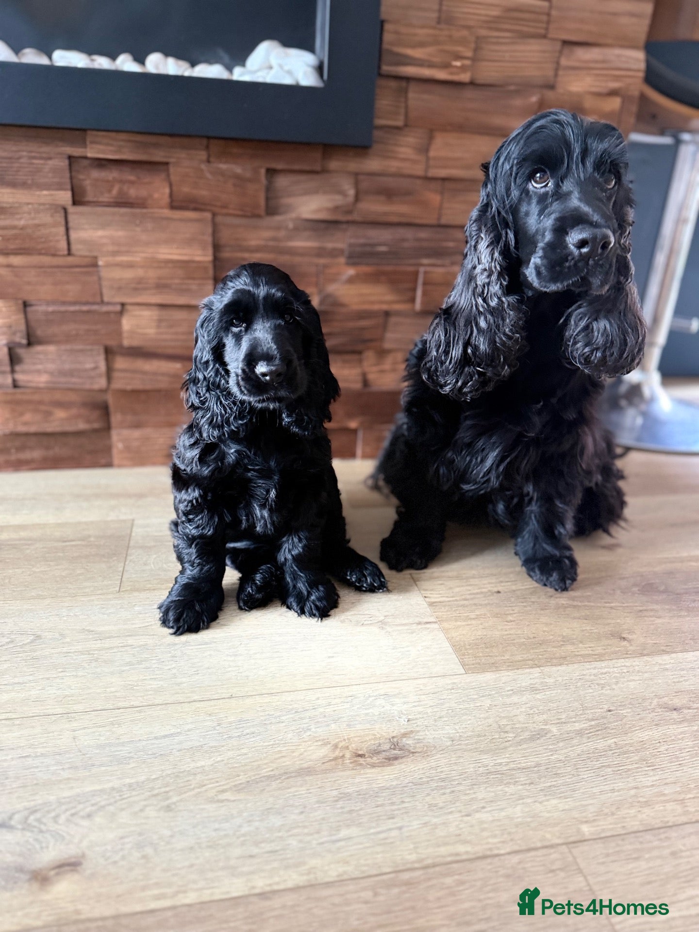 Cocker Spaniel dogs Only one little girl KC Registered show left - Advert 2