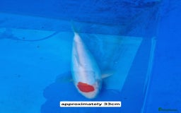 Koi Carp fish for sale: Variety of koi for sale  - Advert 7