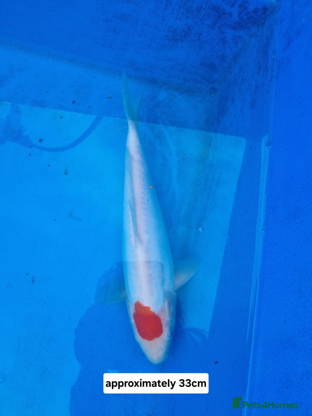 Koi Carp fish for sale: Variety of koi for sale  - Advert 7