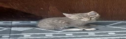 Mixed Breed cats for sale: ADORABLE KITTENS FOR SALE - Advert 14