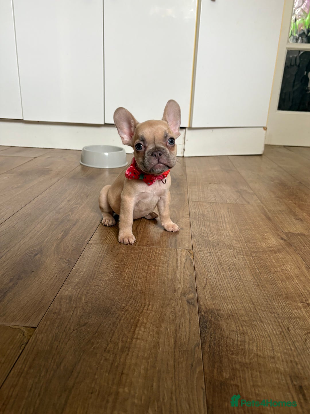 French Bulldog dogs for sale: Last 3 pups available !!Kc French bulldog puppy’s  - Image 29