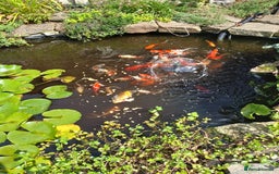 Pond Fish fish for sale: 40 to 50 assorted pond fish for sale - Image 2