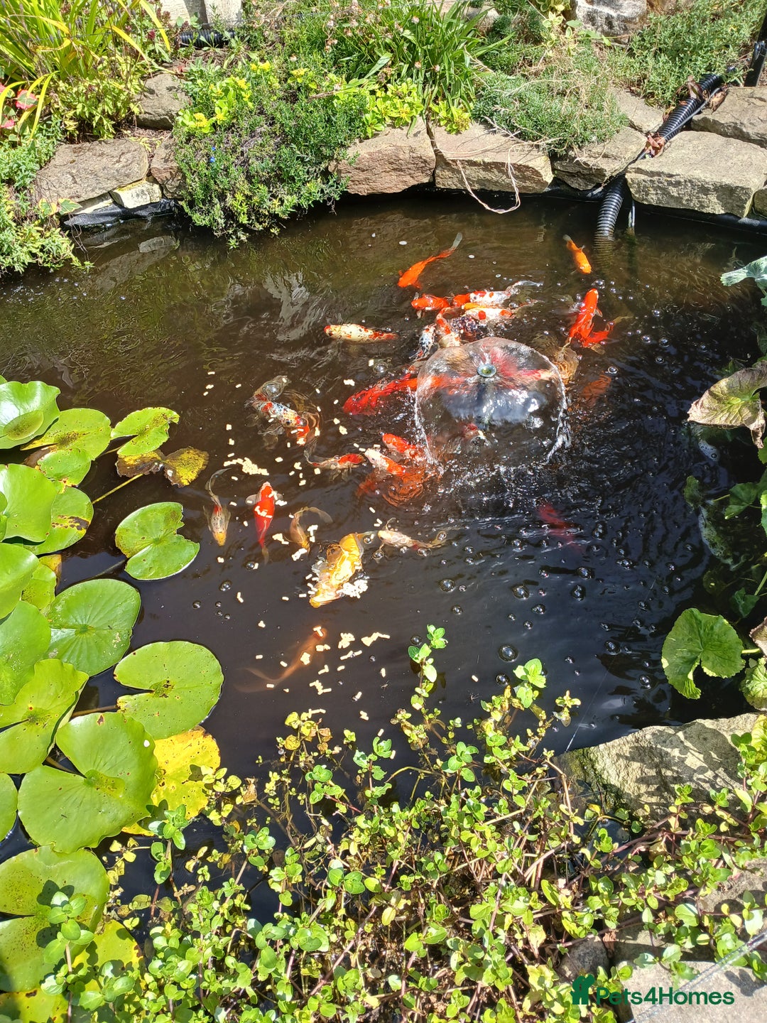Pond Fish fish for sale: 40 to 50 assorted pond fish for sale - Image 2