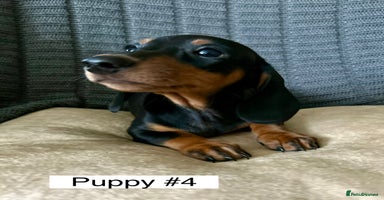 Miniature Dachshund dogs - Advert 13