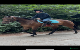 Irish Thoroughbred horses for sale: X3 super types with amazing temperaments  - Image 2