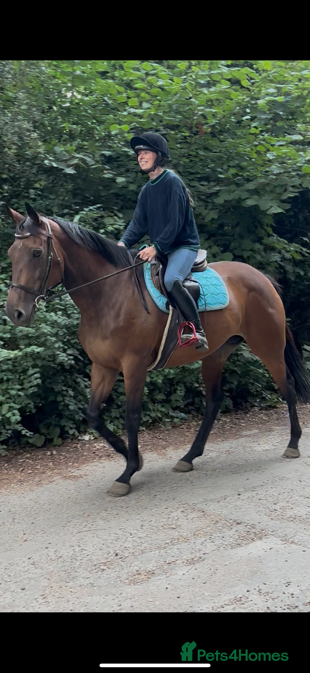 Irish Thoroughbred horses for sale: X3 super types with amazing temperaments  - Image 2