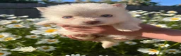 Pomsky dogs for sale: CLOUD Pomsky  - Advert 9