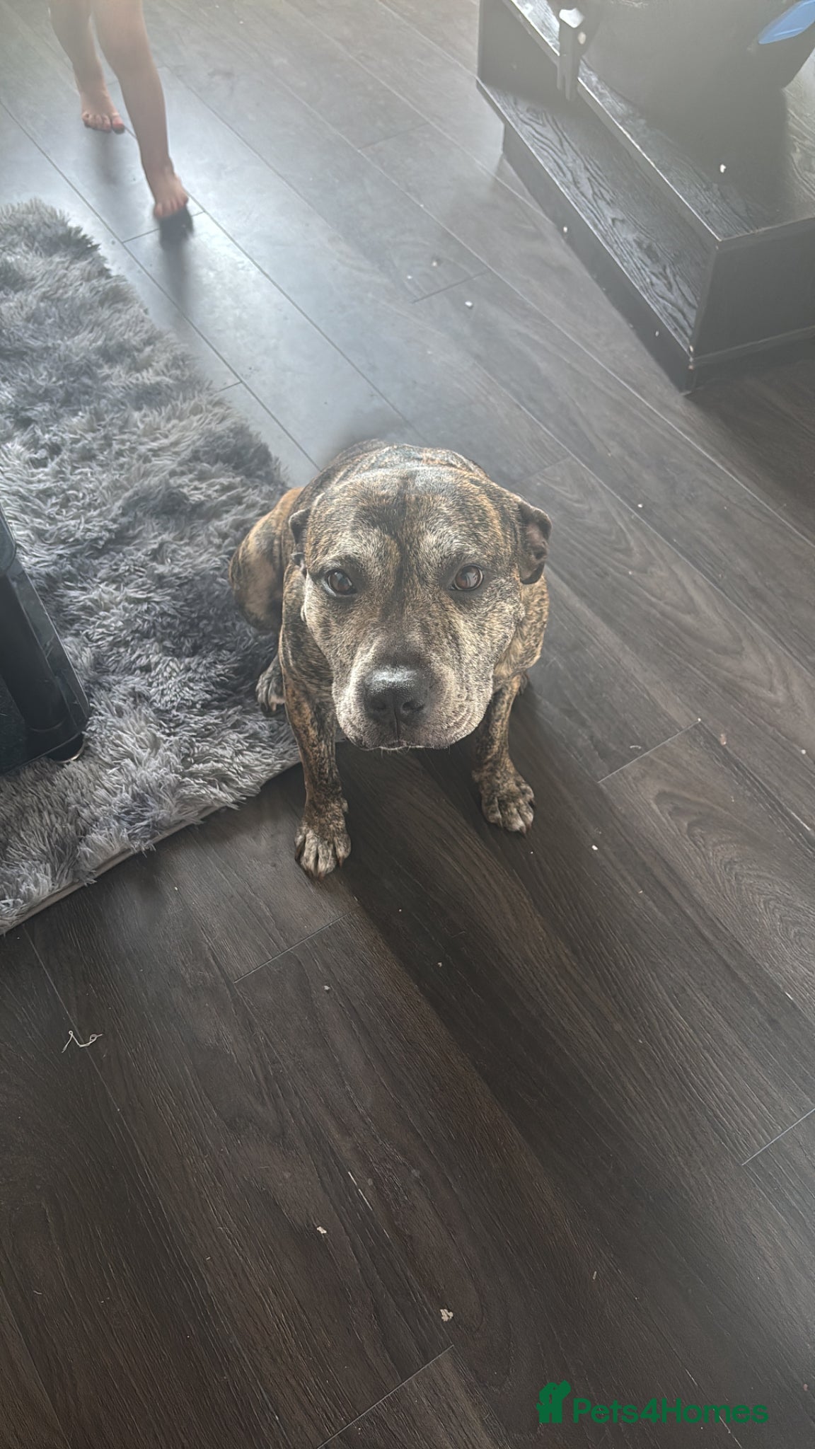 Staffordshire Bull Terrier dogs Kenzo - Advert 1
