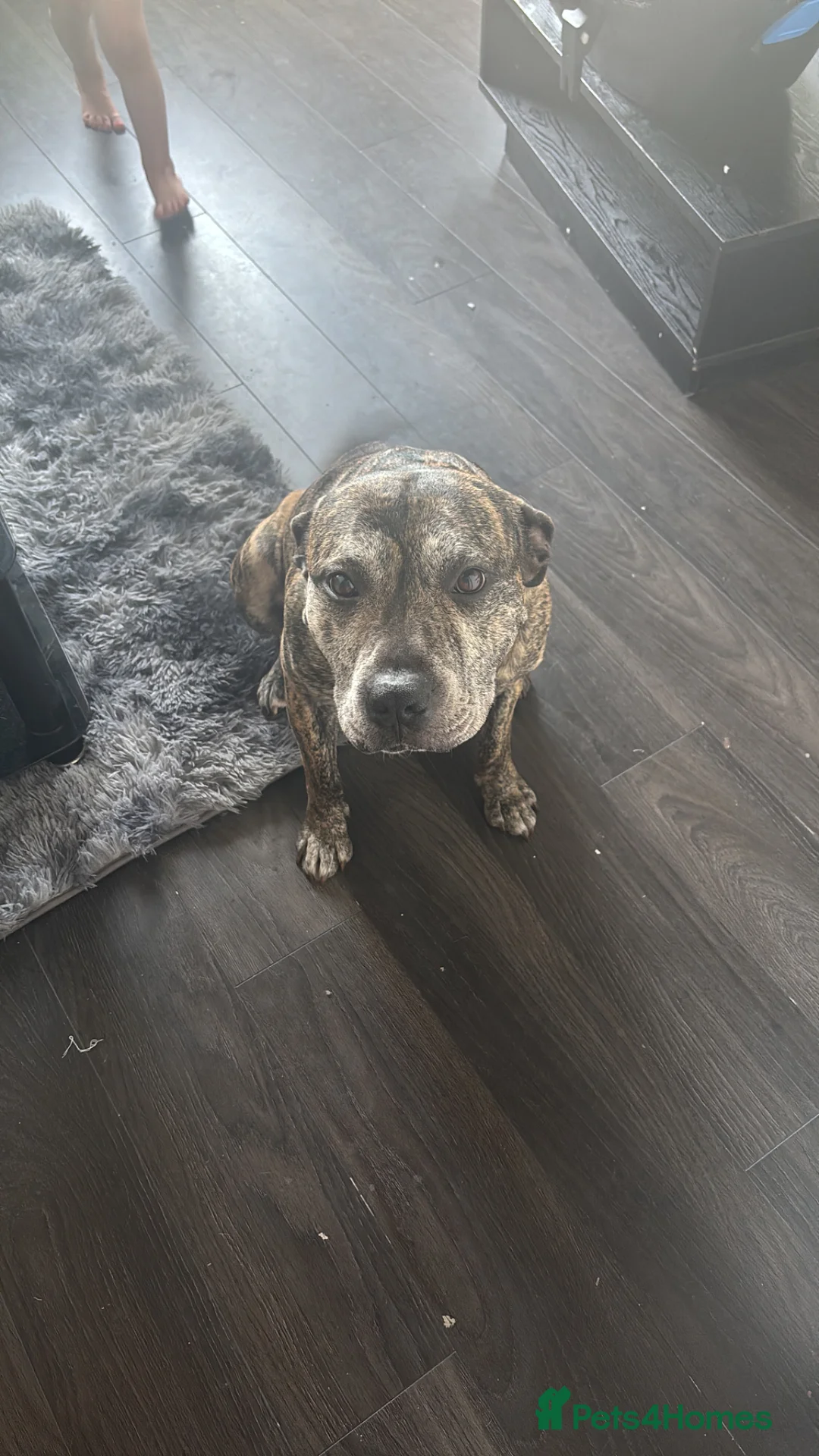 Staffordshire Bull Terrier dogs for sale: Kenzo - Advert 1